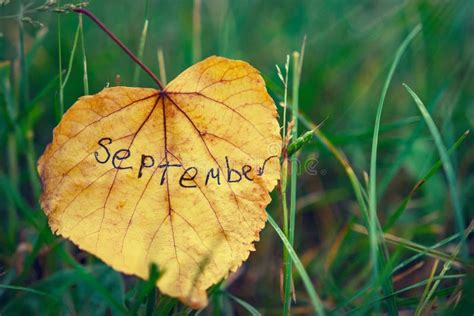 Yellow Leaf With Inscription September Concept Of Autumn End Of
