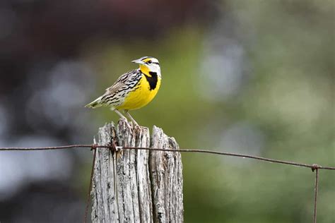 Birds In Illinois The 35 Most Popular Species Youll Recognize