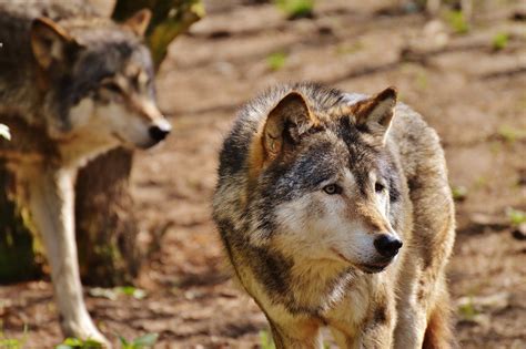 Two Mexican Gray Wolves Poached In Arizona Ehuntr