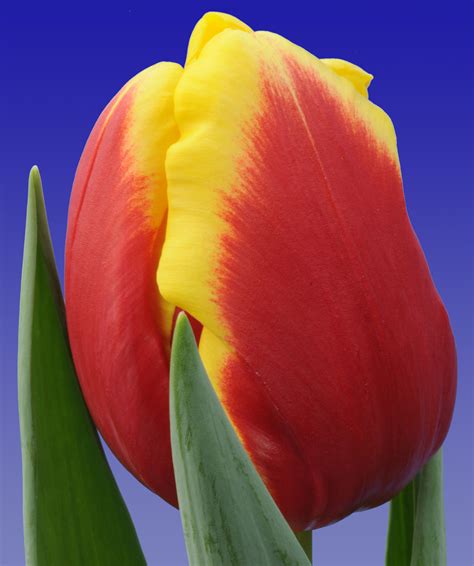Denmark Triumph Tulip P Aker Flower Bulbs And Seeds