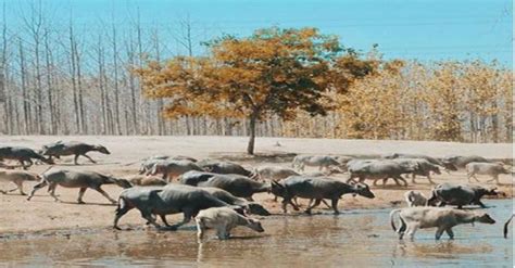 Gajahmungkur plgi paralayang 0.3 km. Wisata Ternak Kandang Macan : Pasang Kandang Jebakan Buat ...