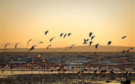 Ptaki Morze Zachód Słońca