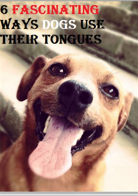 Six Fascinating Ways Dogs Use Their Tongues Daily Dog Discoveries