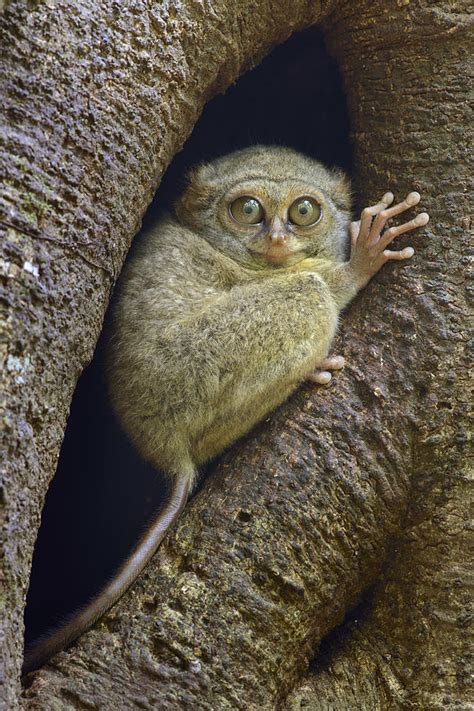 Spectral Tarsier In Tree Indonesia Photograph By Chien Lee Fine Art
