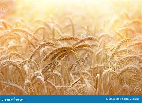 Beautiful Wheat Field Illuminated By Sunlight Stock Photo Image Of