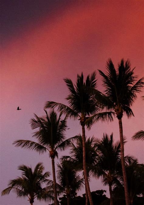 Pretty In Pink Vibrant Pink Sunset Palm Trees The