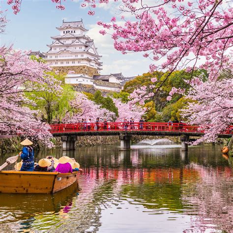 You Could Easily Arrange A Visit To Japan Just To See The Cherry Blossoms In Full Bloom