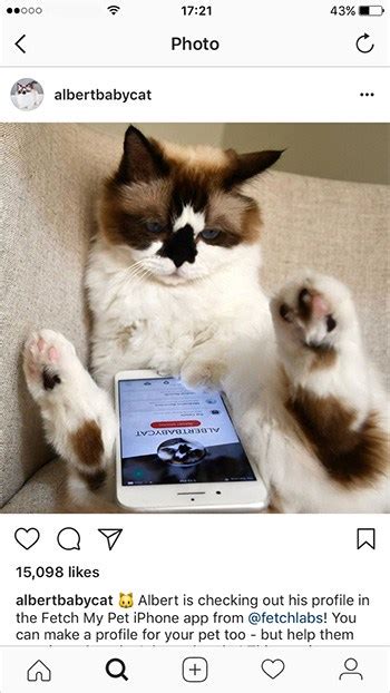 How To Make Your Cat Famous On Instagram Cats Are On Top