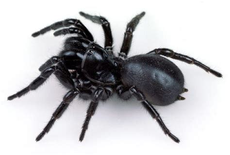 The Five Deadliest Spiders In Australia The Courier Mail