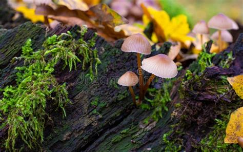 Beautiful Closeup Of Forest Mushrooms Gathering Mushrooms Stock Photo