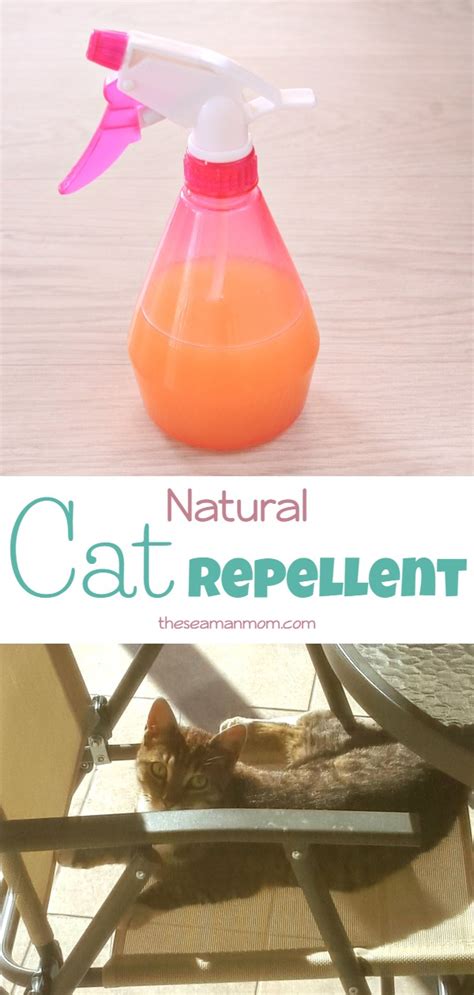 As cats have a very sensitive sense of smell there are a few plants that have proven to deter cats. Natural Cat Repellent That Is Safe For Home And Garden