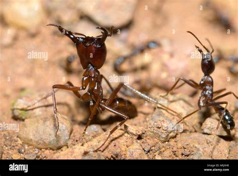 Safari Ants Driver Ants Hi Res Stock Photography And Images Alamy
