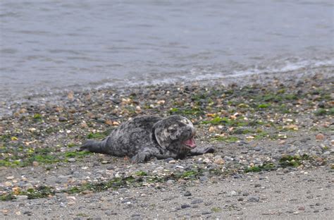 Buzzs Marine Life Of Puget Sound Harbor Seal Pupping Season In Full Swing
