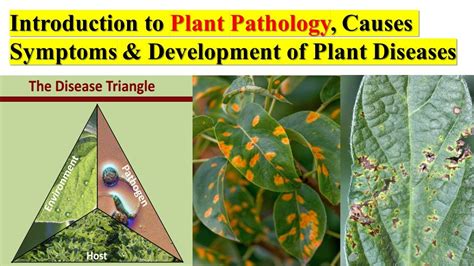 Plant Pathology Causes Symptoms Development Of Disease Disease
