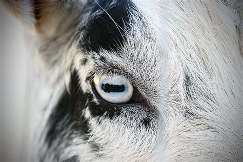 Goat Eye Anatomy