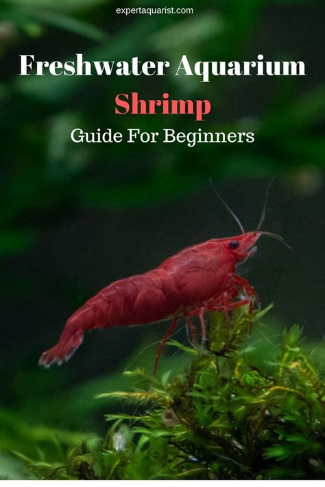 Freshwater Aquarium Shrimp For Beginners Best Shrimps For Aquarium