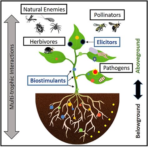 Frontiers Editorial Advances In Crop Resistance For Insect Pest Control