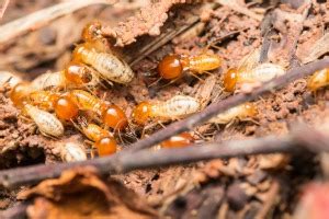 Hours may change under current circumstances Types of Arizona termites - Ask Mr. Little