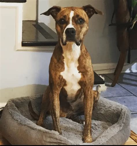Pitbull Boxer Mix Everything About The Bullboxer Pit
