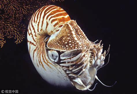 Life Below Water Nautilus The Extinction Survivor Being Wiped Out By