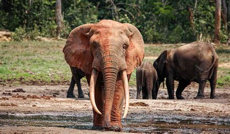 African Forest Elephant Saving The Survivors