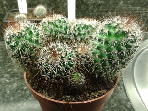 Pumice, though a bit more expensive, is ideal for cactus mixes as it is lightweight and drains well, but it also holds just enough water to keep soils from. Mammillaria spinosissima or Mammillaria meyrani
