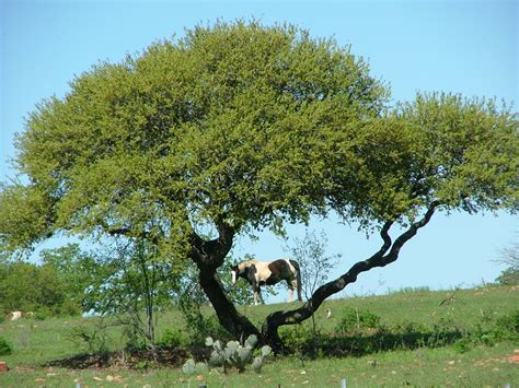 Texas Mesquite Tree