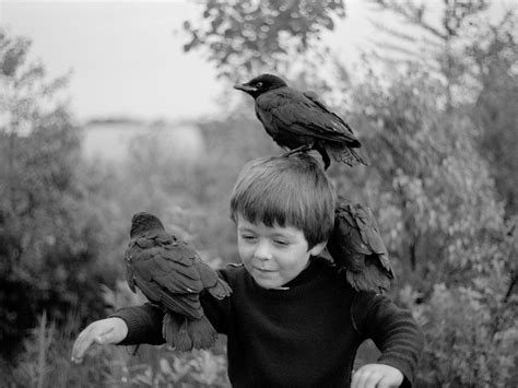 Henk Heijmans — A Murder Of Crows Canada 1982 By Guillaume