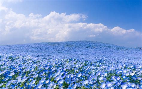 Blue Flower Field And Blue Sky