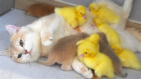 Mom Cat Also Is A Mother Duck Ducklings Are Very Clingy To Mom Cat