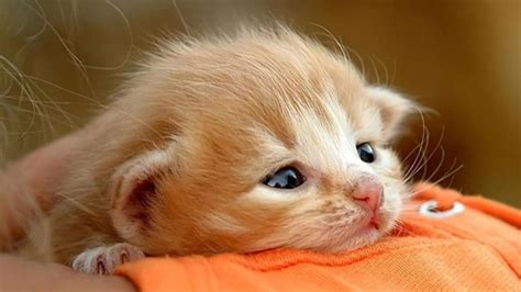 Closeup View Of Black Eyes Brown White Cat Kitten On Orange Cloth Hd