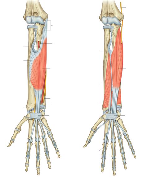 Anatomy Upper Limb Lower Upper Limb Two Diagram Quizlet