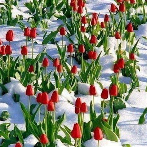 Red Tulips In The Snow Winter Pinterest Beautiful