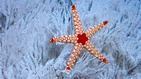 A Peppermint Sea Star In A Soft Coral Tree Near The Seychelles Bing