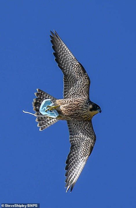 Peregrine Falcon Catches Discarded Face Mask Before Flying Off With