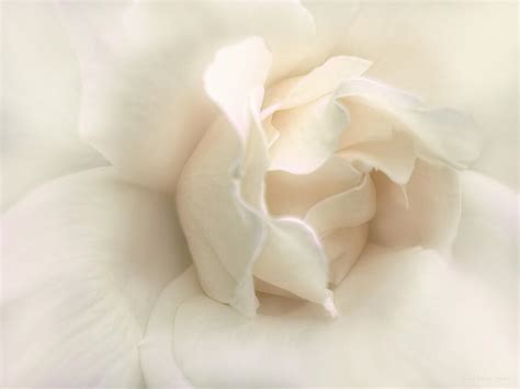Luminous Ivory Rose Flower Photograph By Jennie Marie Schell