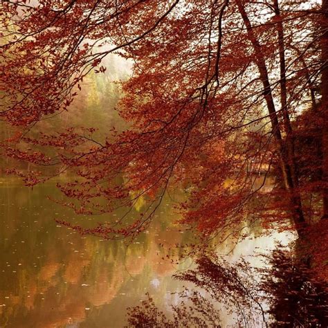 Red Autumn Foliage Along River Ipad Wallpapers Free Download