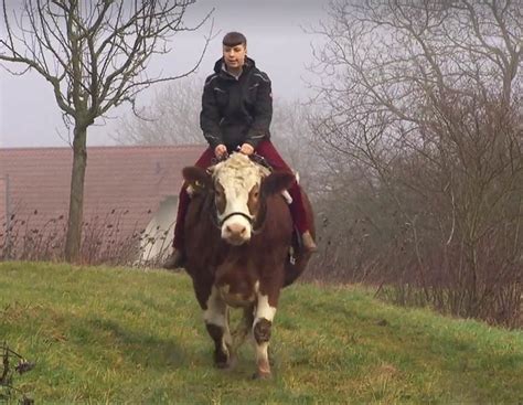 Das Cowgirl Auf Dem Rücken Der Kühe