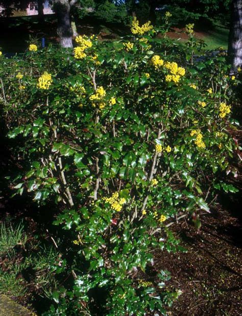Tall Oregon Grape In Bloom Native Plant Guide