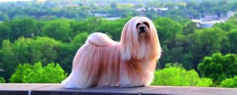 Lhasa Apso Dog Breed Info Characteristics Traits Personality