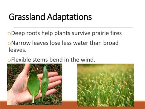 Ppt Plant Adaptations Powerpoint Presentation Free Download Id9293541