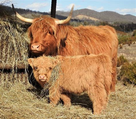 Highland Cattle Mother And Young Calf By Hay Elm Hollow Farm