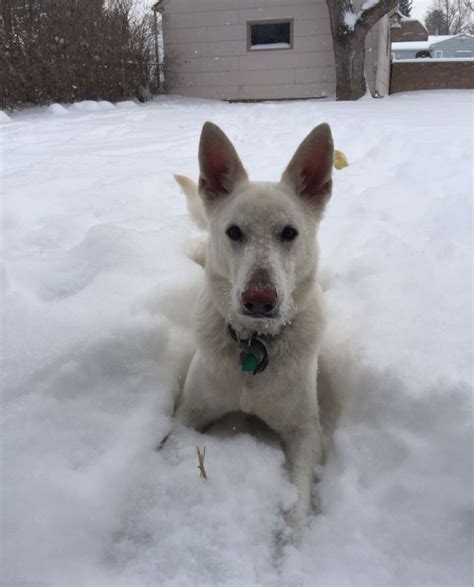 My Dd Loves Snow German Shepherd Puppies White German Shepherd