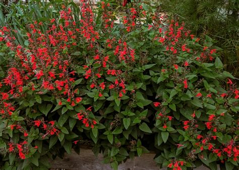 Salvia Tropical Red Native Gardeners