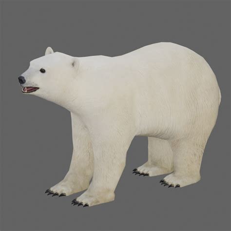 Polar Bear 3d Model With Animation And Pbr Textures Fullspectrum 3d