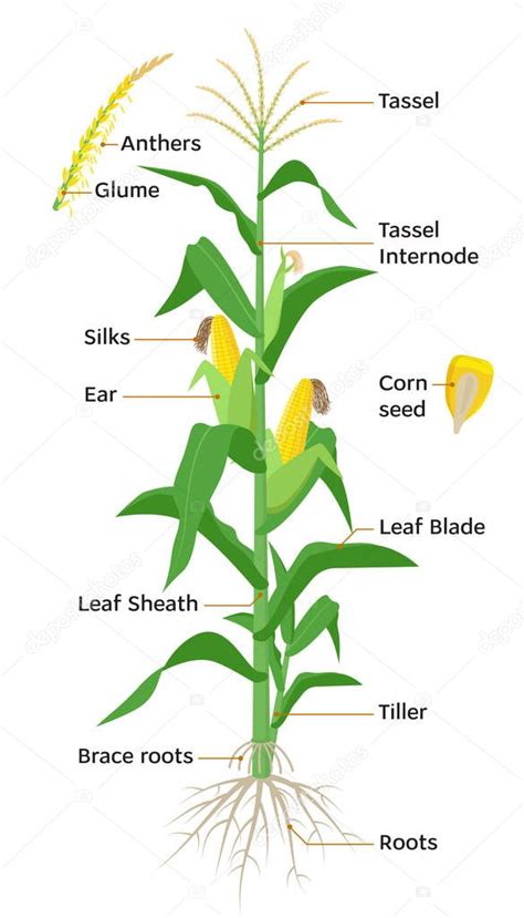 Corn Plant Diagram Maize Plant Diagram Infographic Elements With The