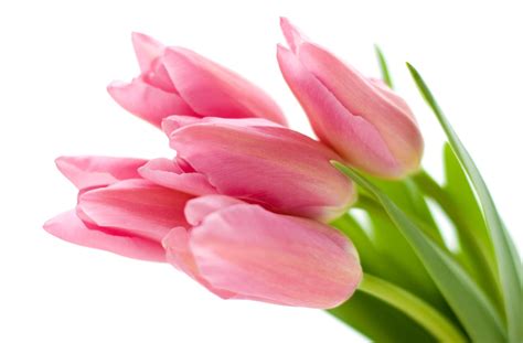807039 4k Tulips Pink Color Pink Background Rare Gallery Hd