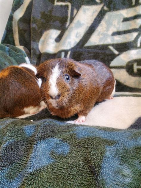 Guinea Pig For Adoption Peanut And Buttercup A Guinea Pig In