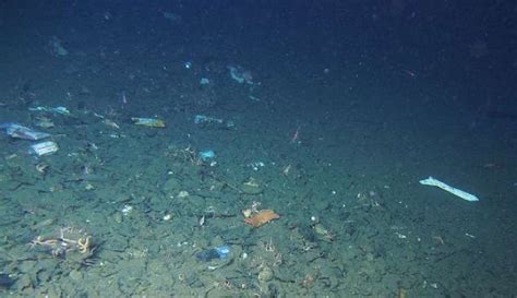 A Plastic Bag Was Found At The Deepest Point On Earth And We Should