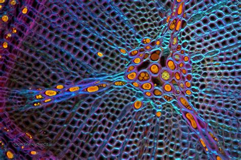 Microscopy Microscopic Photography Patterns In Nature